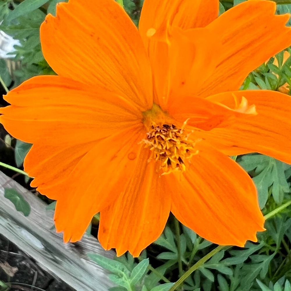 Sulphur Orange Tall Cosmos seeds
200+ seeds